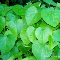 <i>Cissampelos pareira</i>  L.